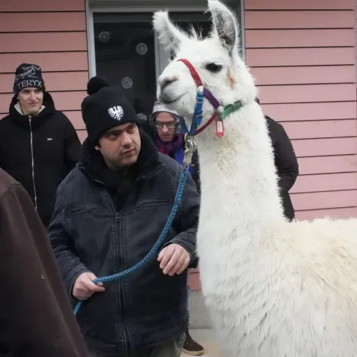 Spaziergang mit den Lamas
